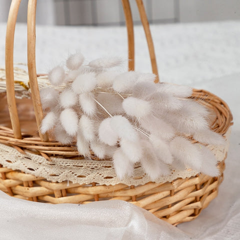 Natural Pampas Grass Dried Flower