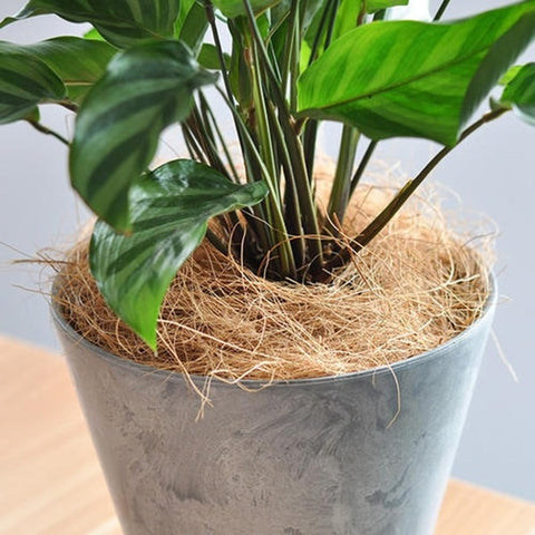 Natural Coconut Husk Fiber Flowerpot