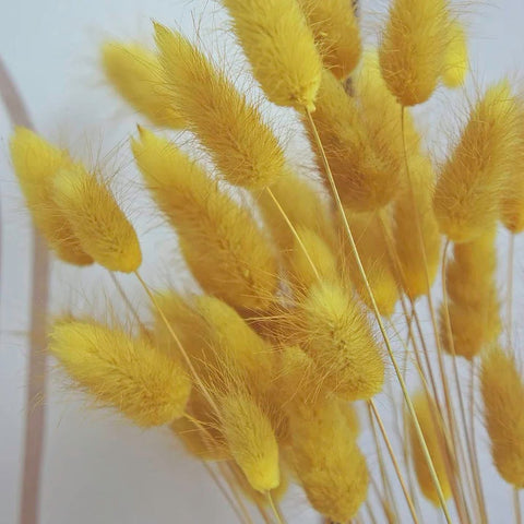 Pampas Grass Colorful Flowers